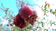 pomegranate-on-tree